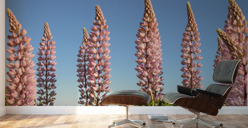 Colourful Lupins in Bloom 5 Wall Murals
