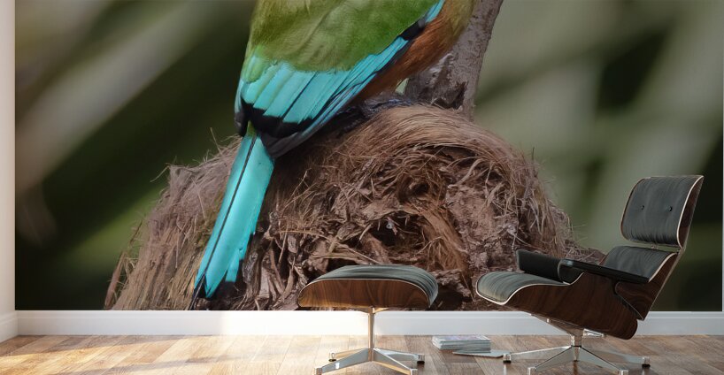 Mot Mot  Clock bird Wall Murals