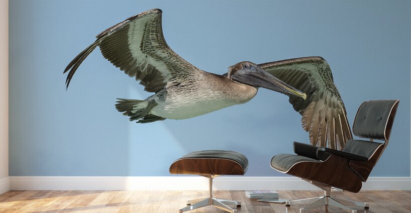 Pelican cuban - 8 Wall Murals