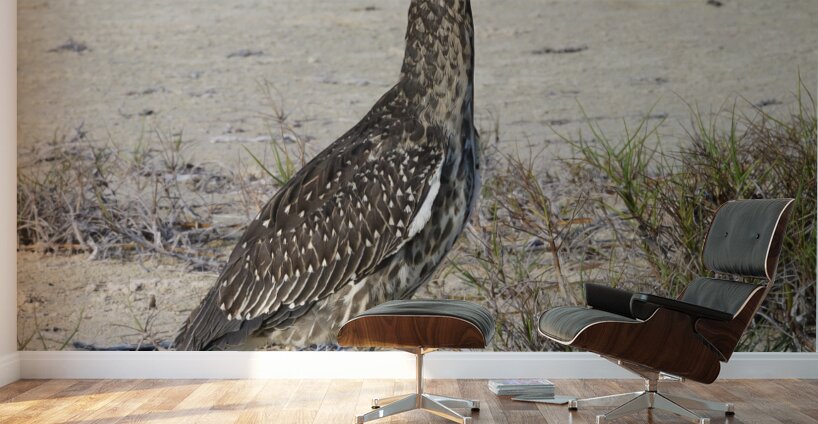 Small long leg cuban bird Wall Murals