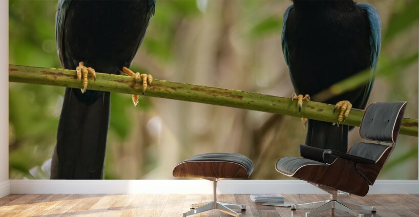 Two Yucatan Blue Jays Wall Murals
