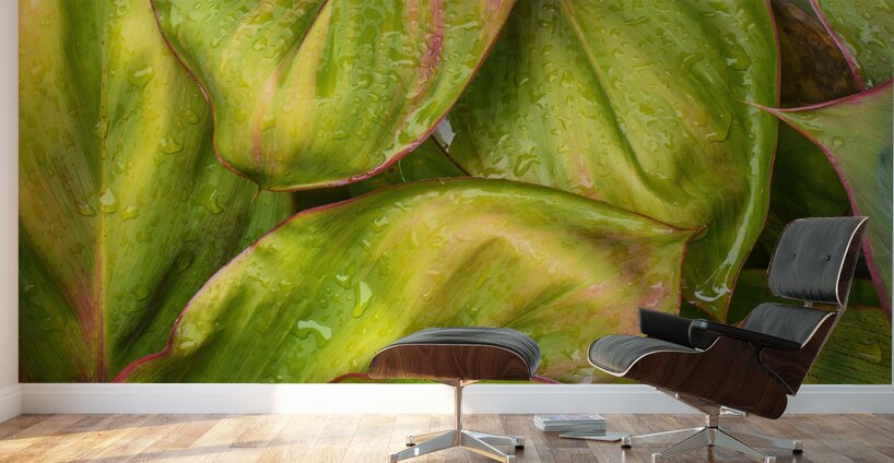 Wet Jungle Leaves closeup Wall Murals