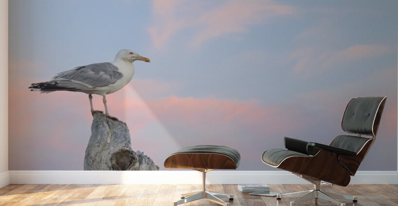 Seagull beautiful sky Wall Murals