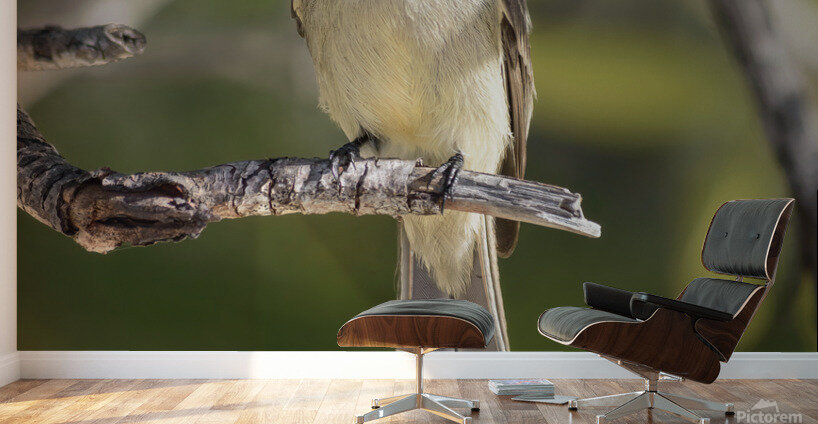 Small cuban bird branch 2 Wall Murals