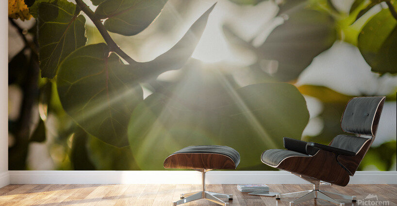 sun rays through leaves Wall Murals