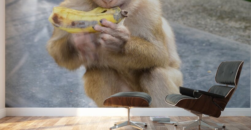 Baby Thai monkey banana Wall Murals