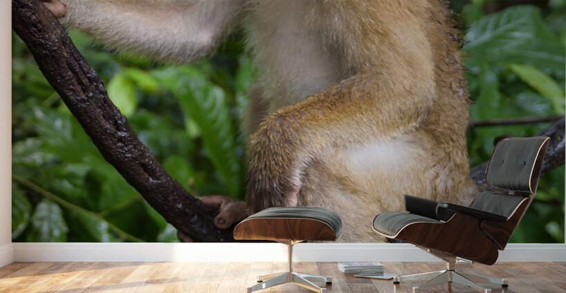 thai monkey 3 Wall Murals