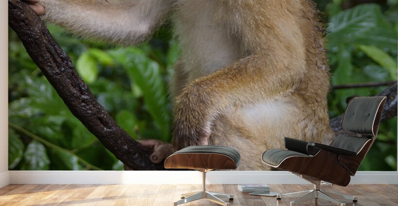 thai monkey 4 Wall Murals