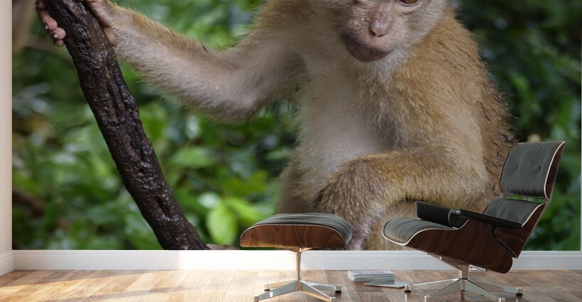 thai monkey 2 Wall Murals