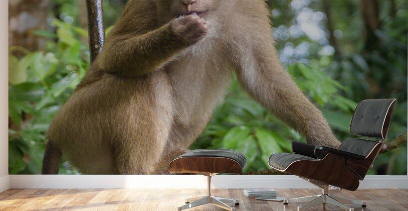 thai monkey 6 Wall Murals