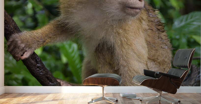 thai monkey 5 Wall Murals