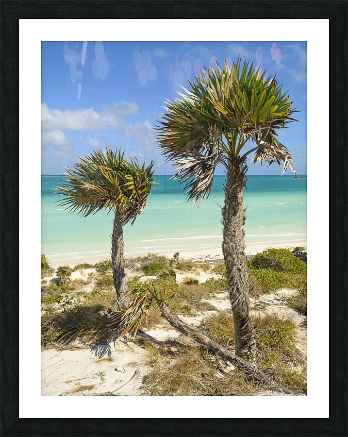 2 palms on Cuban dunes Picture Frame print