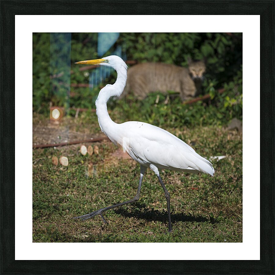 Great white Heron in Cuba Picture Frame print