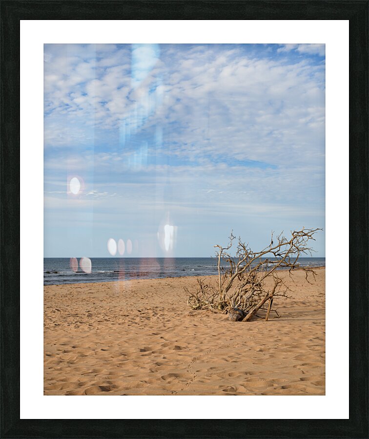 Greenwich beach driftwood art 4 Picture Frame print