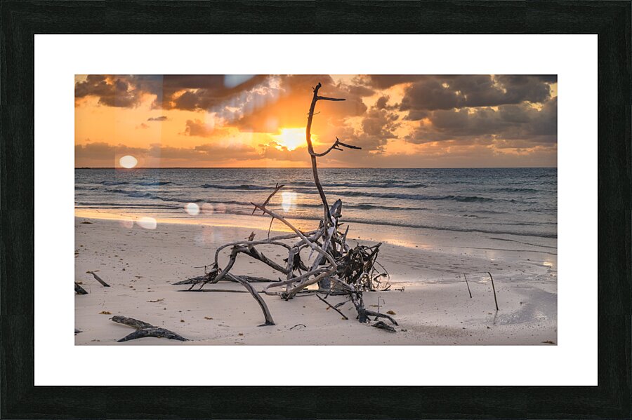 Caribbean driftwood sunset Picture Frame print