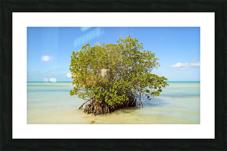 Mangrove on Cuban beach 2 Picture Frame print