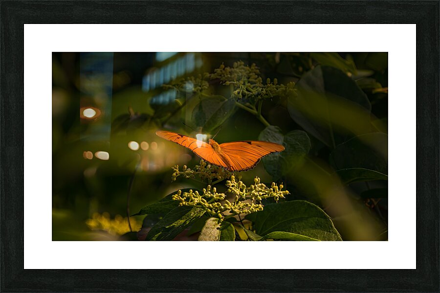orange butterfly Picture Frame print