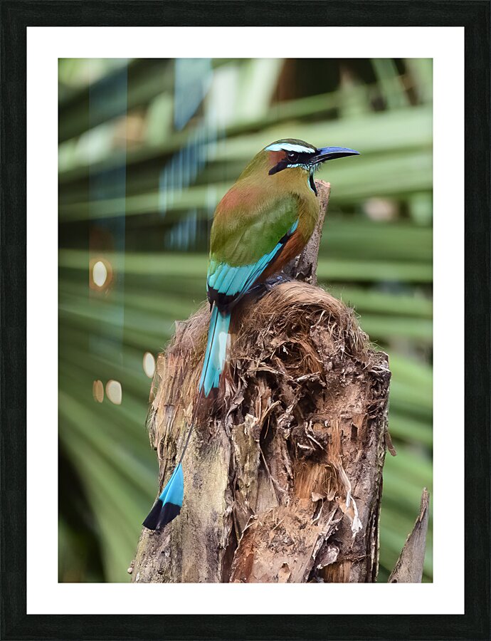 Mot Mot  Clock bird 2 Picture Frame print