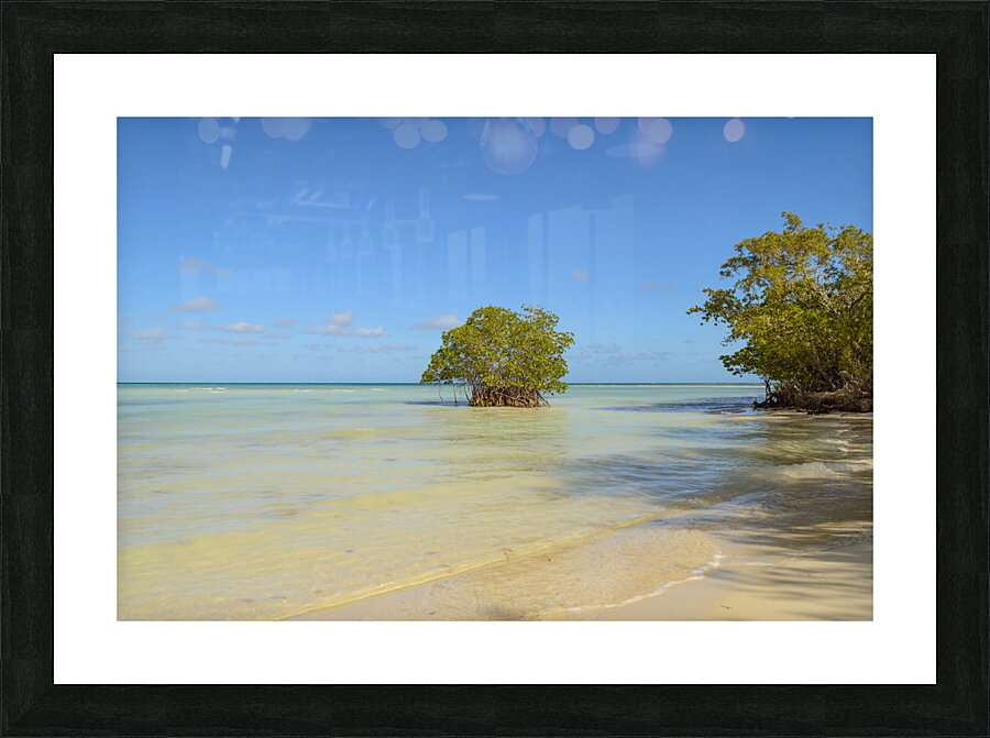 Mangrove on Cuban beach Picture Frame print