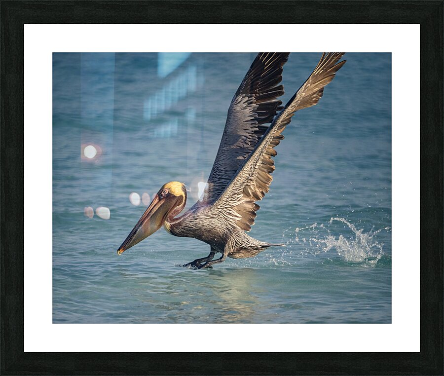 Cuban pelican splash Picture Frame print