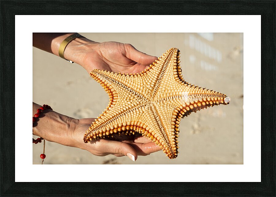 Starfish in womans hands Picture Frame print