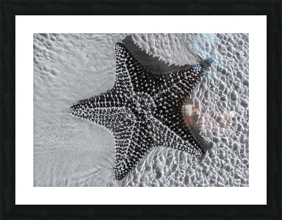 Giant starfish in black and white Picture Frame print