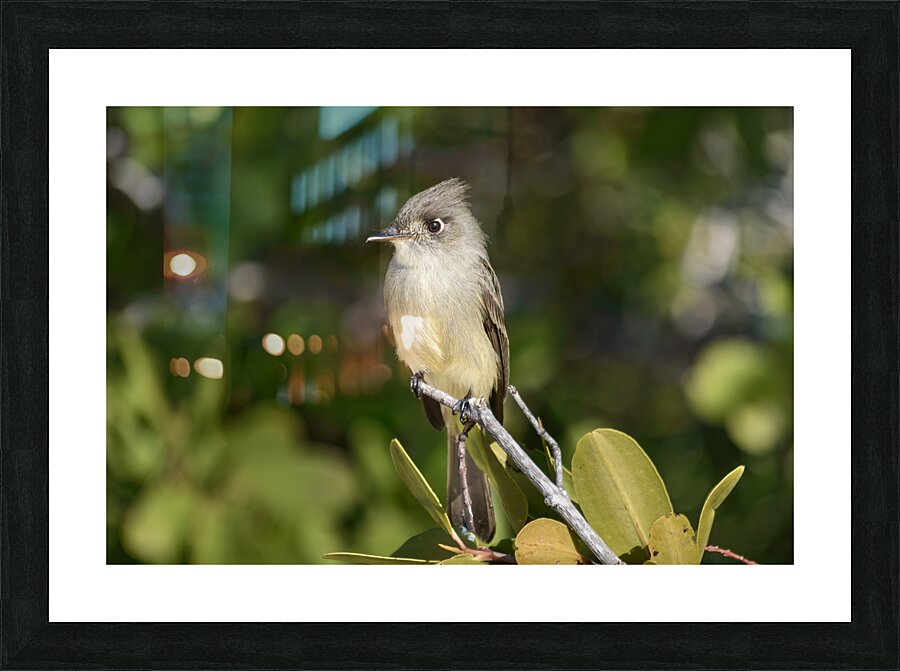 Small Cuban bird branch Picture Frame print