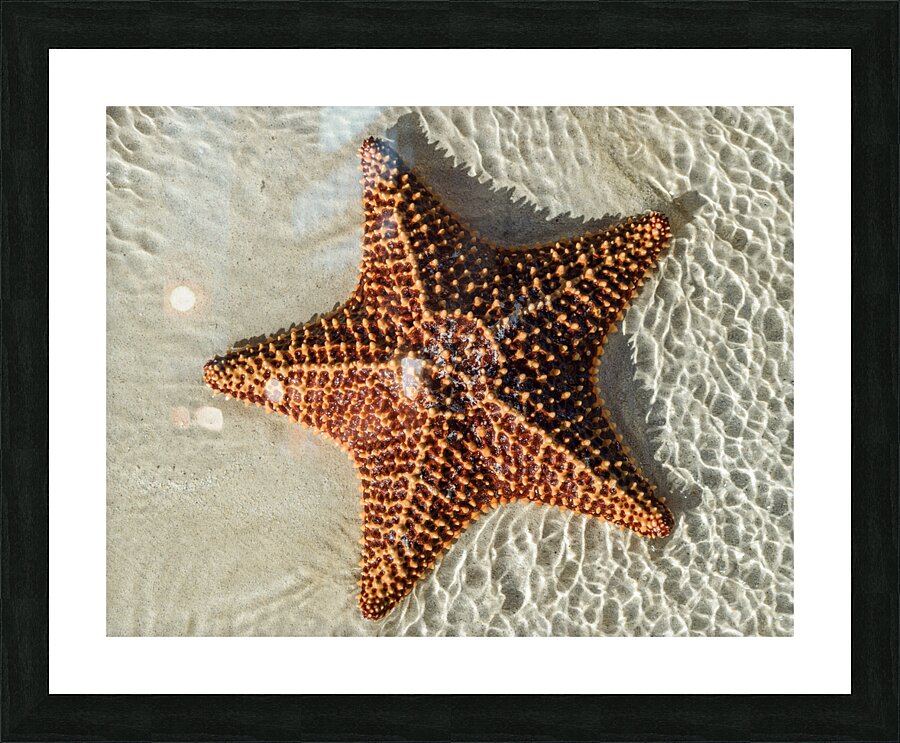 Giant Starfish on beach in ocean Picture Frame print