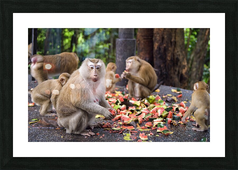 thai monkeys eating watermelon Picture Frame print