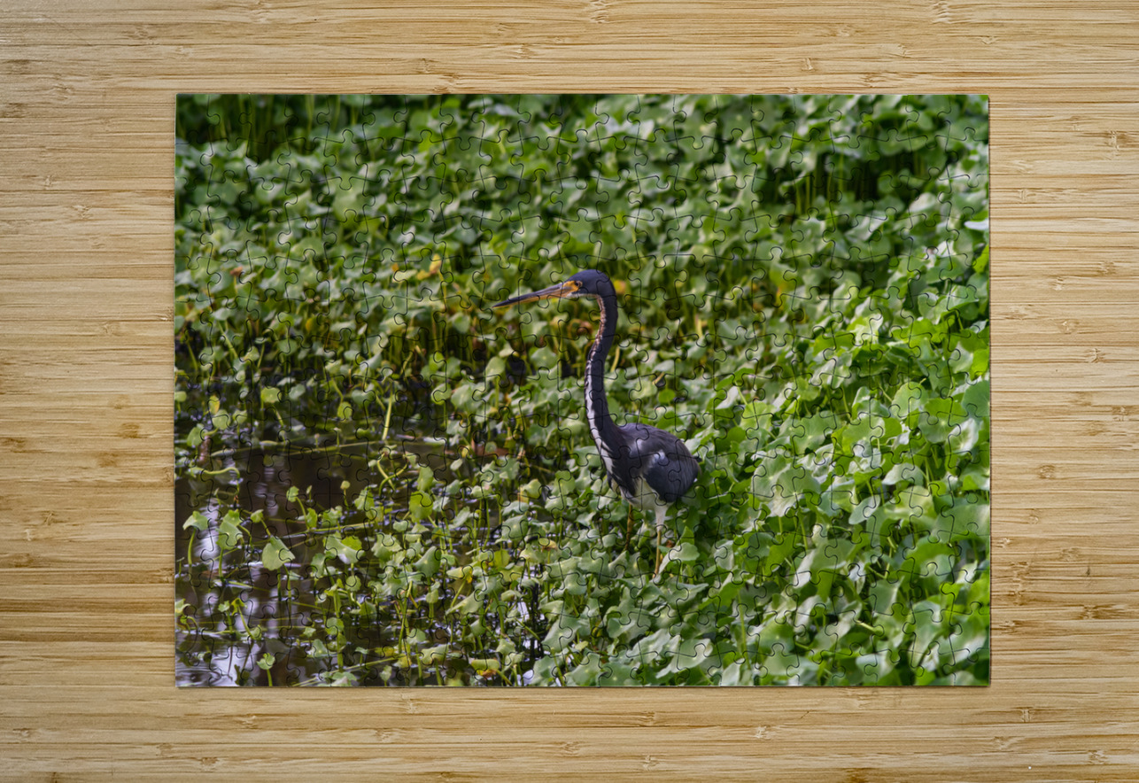 dominican black & white herring 2 Justin Richard Batten Puzzle printing