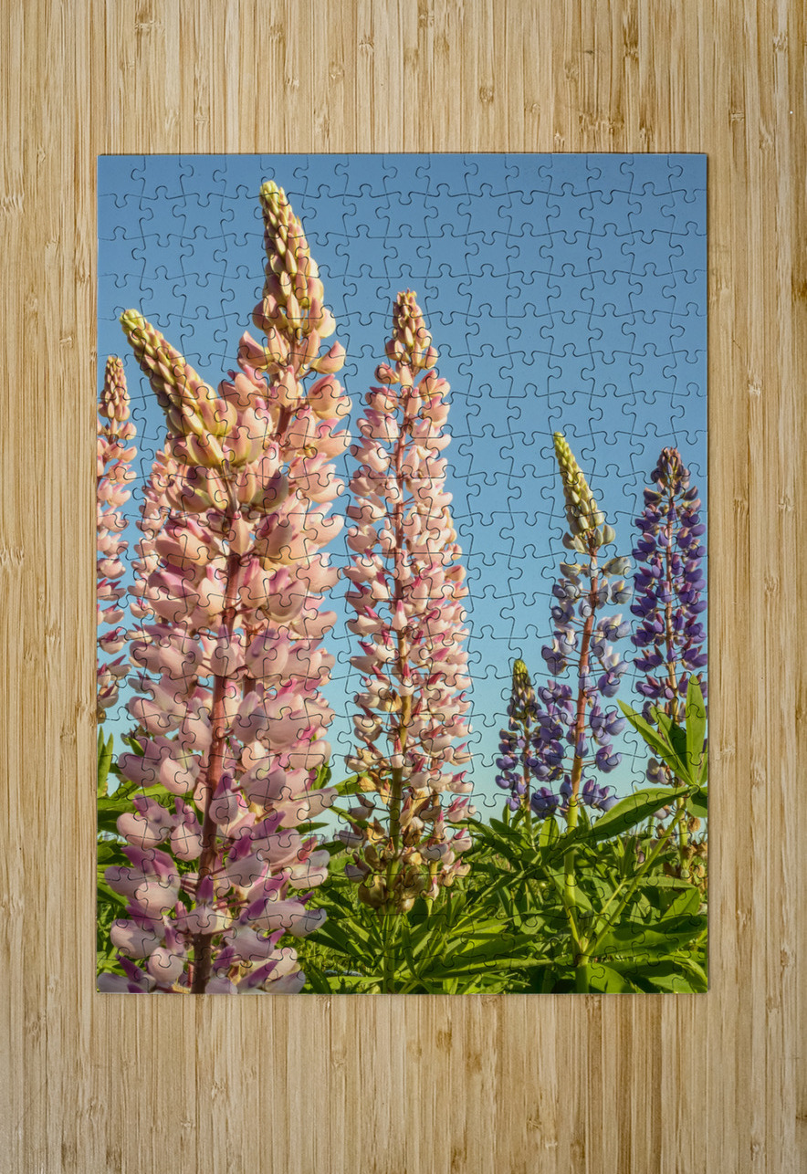 Colourful Lupins in bloom Justin Richard Batten Puzzle printing