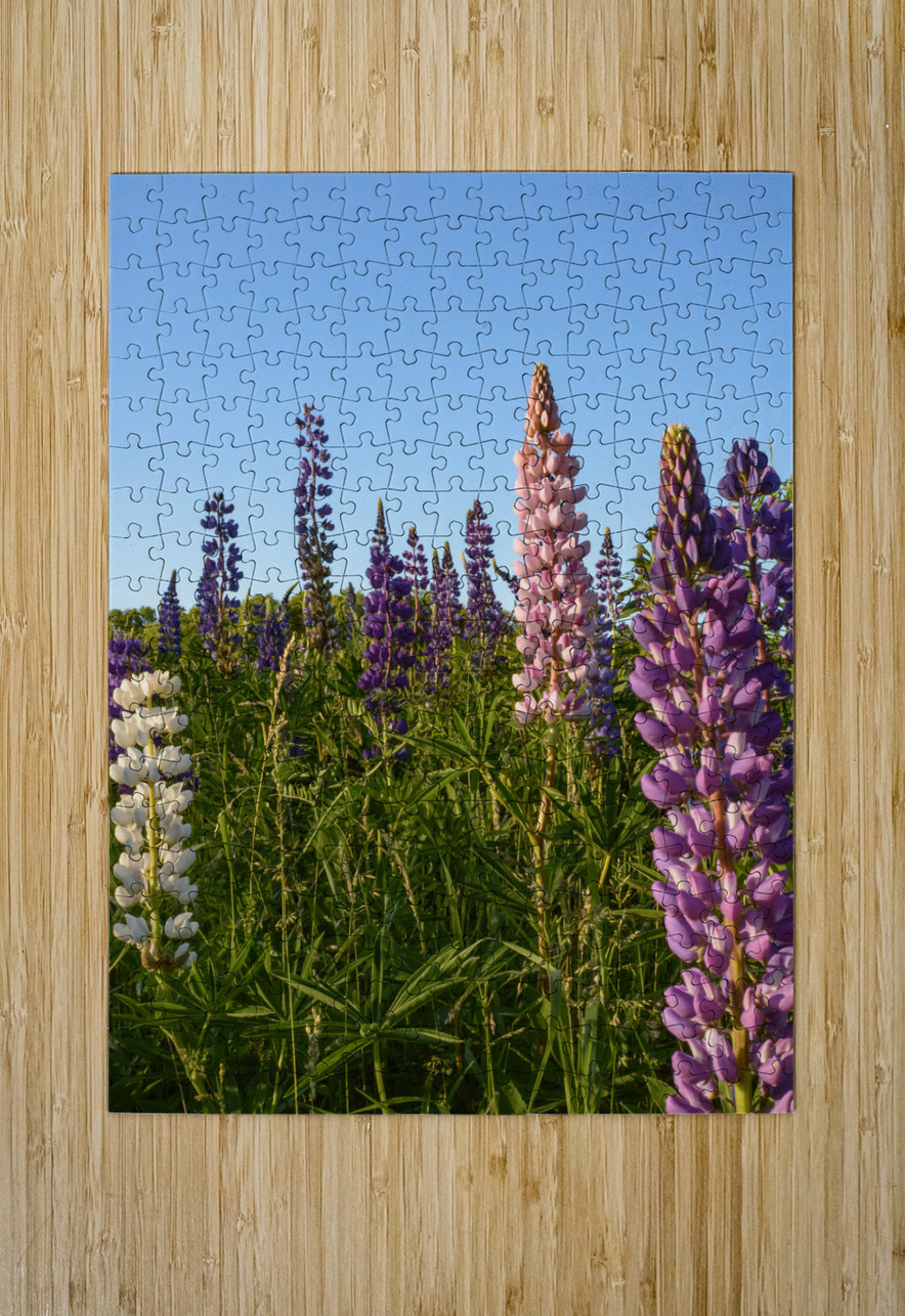 Colourful Lupins in Bloom 4 Justin Richard Batten Puzzle printing