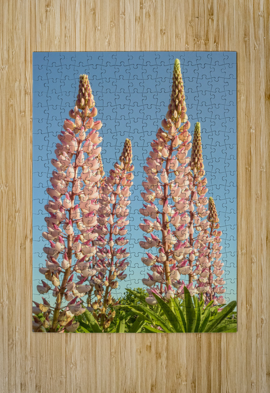 Colourful Lupins in Bloom 2 Justin Richard Batten Puzzle printing
