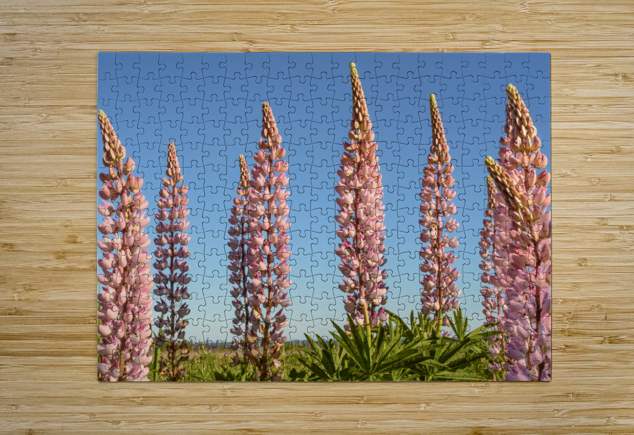 Colourful Lupins in Bloom 5 Justin Richard Batten Puzzle printing