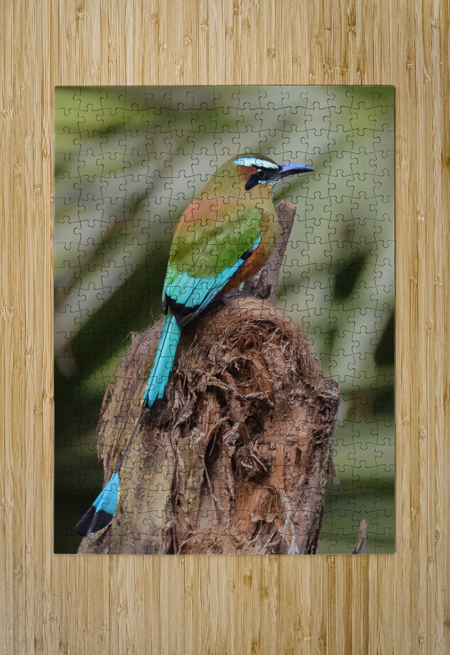 Mot Mot  Clock bird Justin Richard Batten Puzzle printing