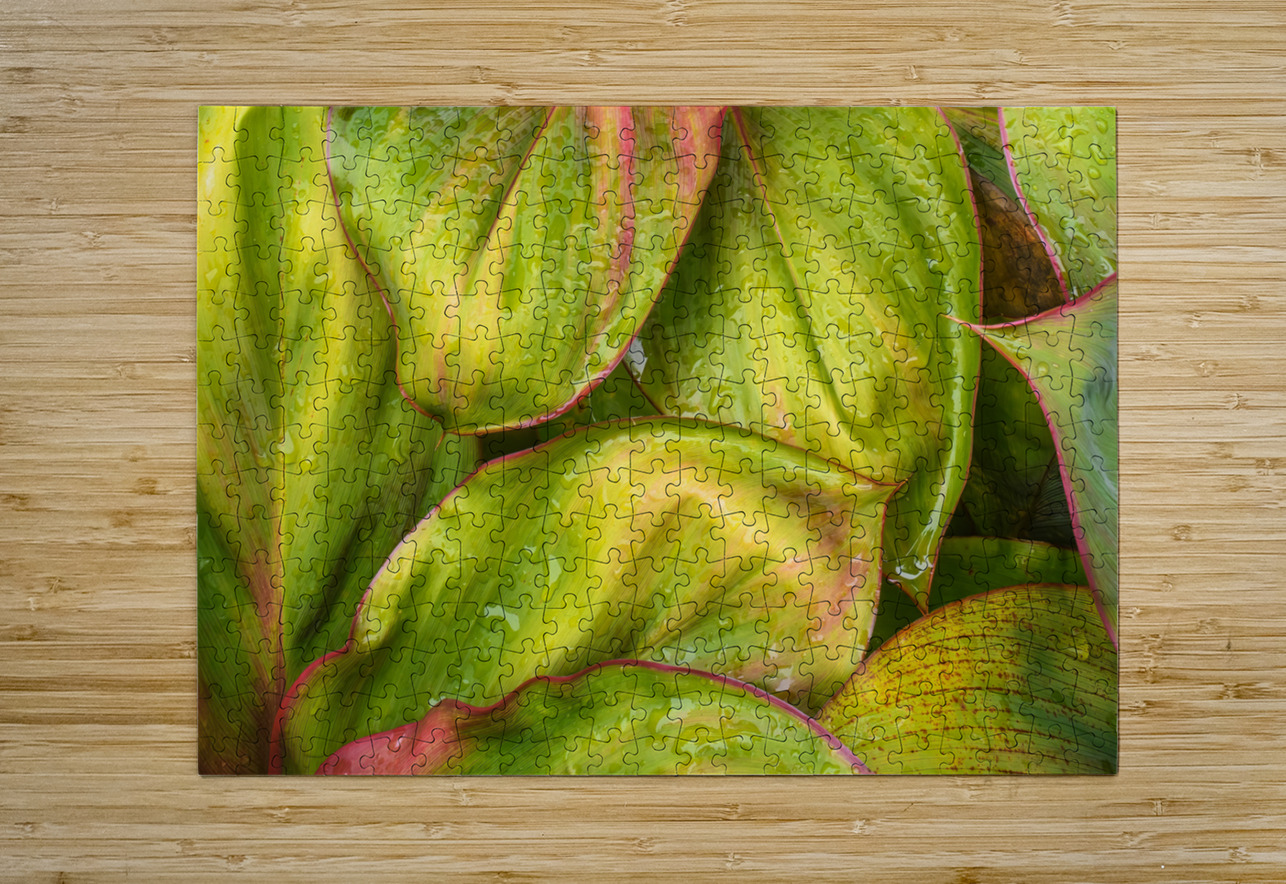 Wet Jungle Leaves closeup Justin Richard Batten Puzzle printing