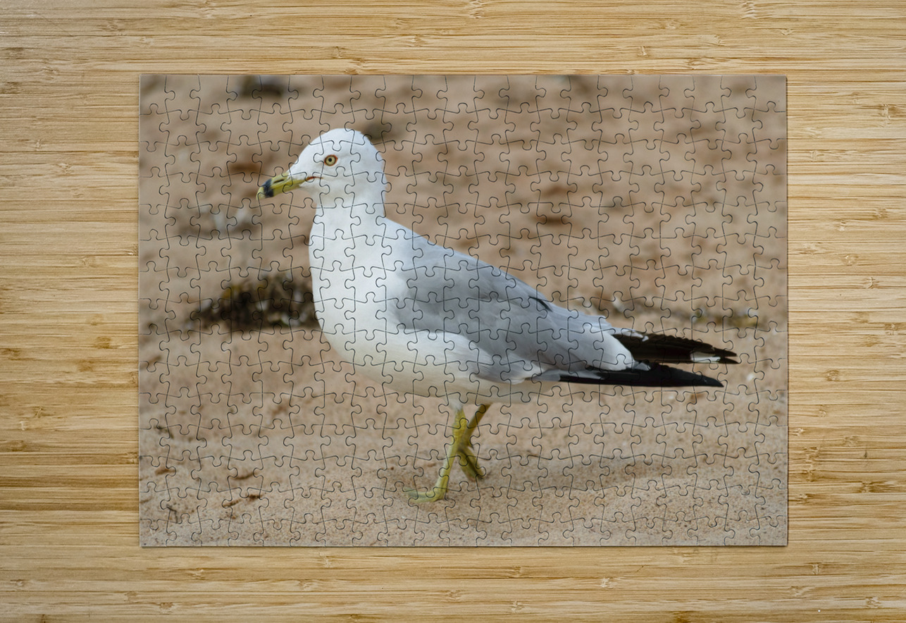 Seagull walking on beach sand Justin Richard Batten Puzzle printing