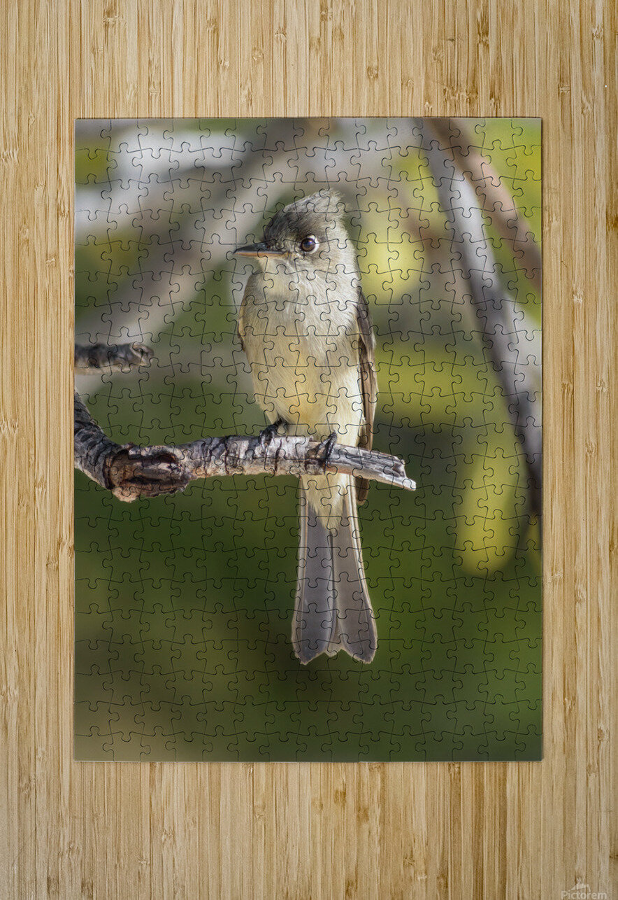 Small cuban bird branch 2 Justin Richard Batten Puzzle printing