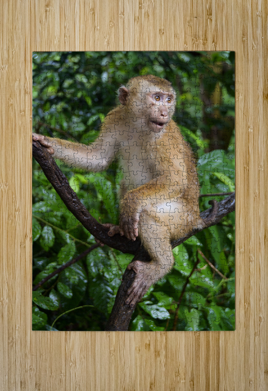 thai monkey 3 Justin Richard Batten Puzzle printing
