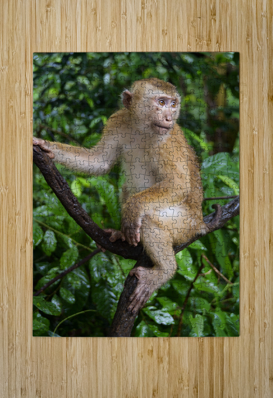 thai monkey 4 Justin Richard Batten Puzzle printing