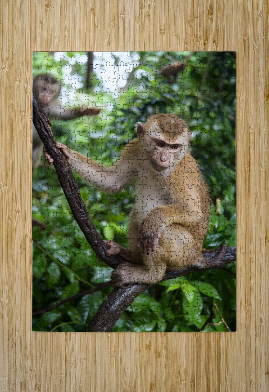 thai monkey 2 Justin Richard Batten Puzzle printing