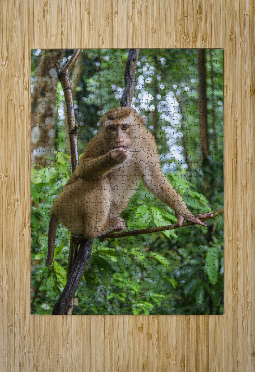 thai monkey 6 Justin Richard Batten Puzzle printing
