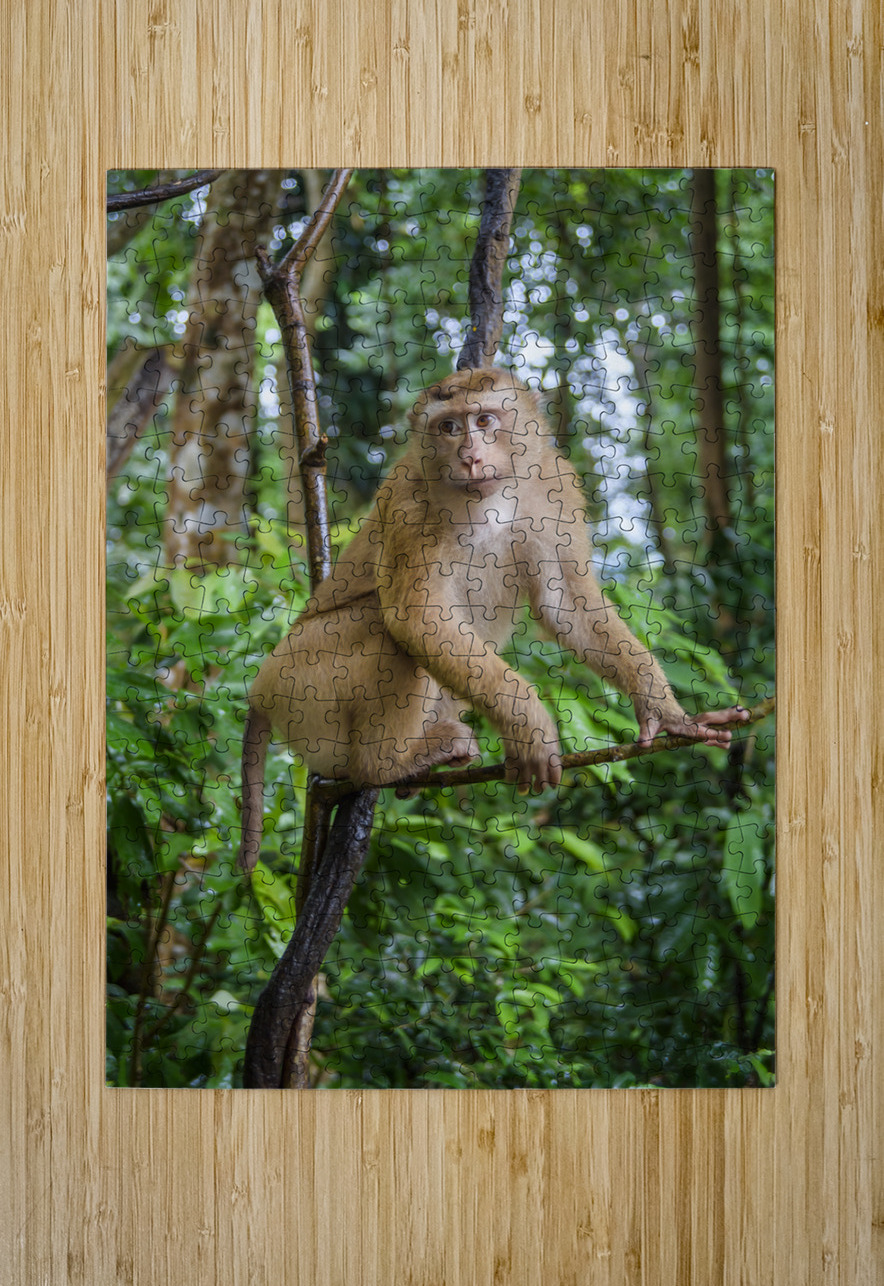 thai monkey 7 Justin Richard Batten Puzzle printing