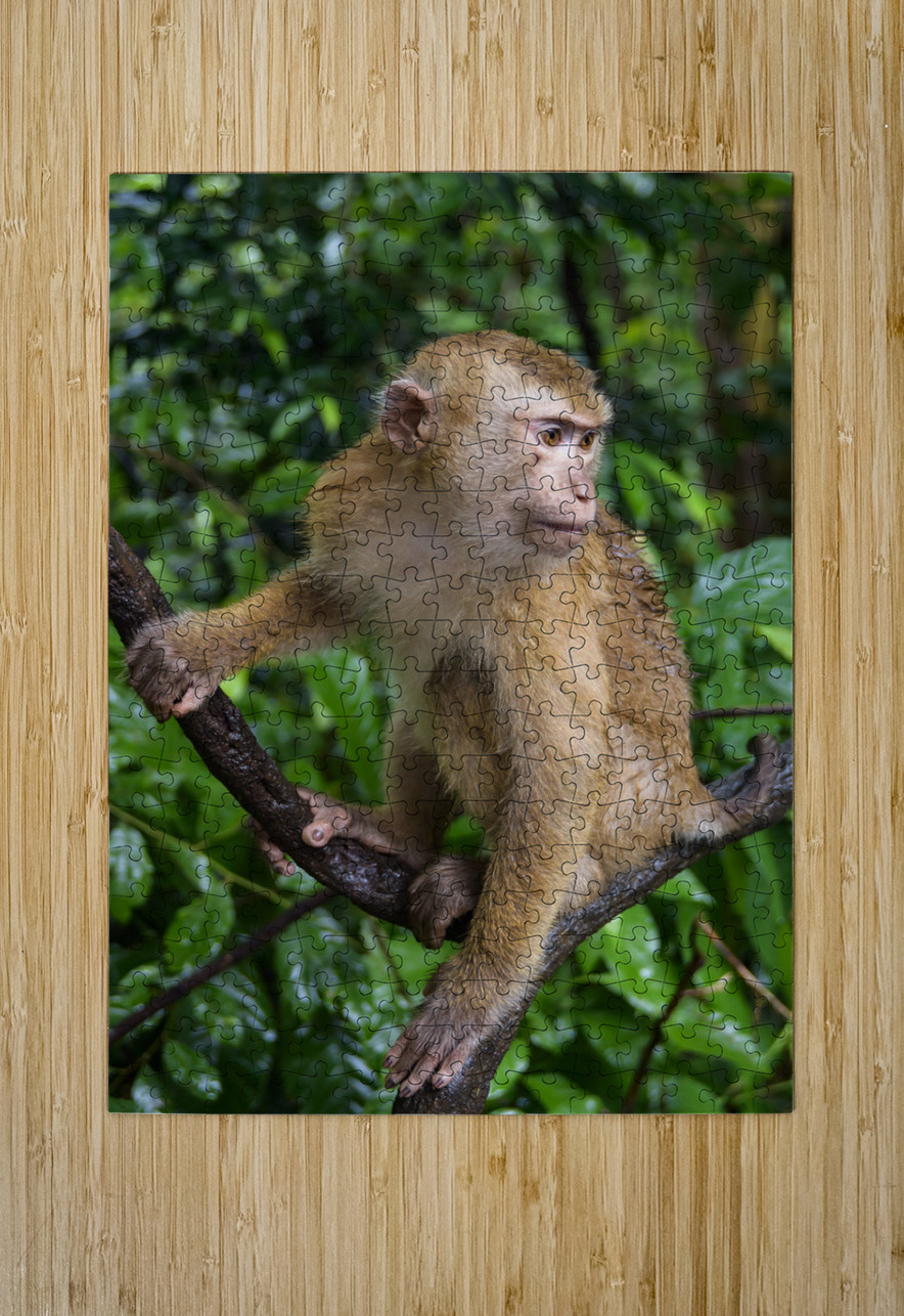 thai monkey 5 Justin Richard Batten Puzzle printing