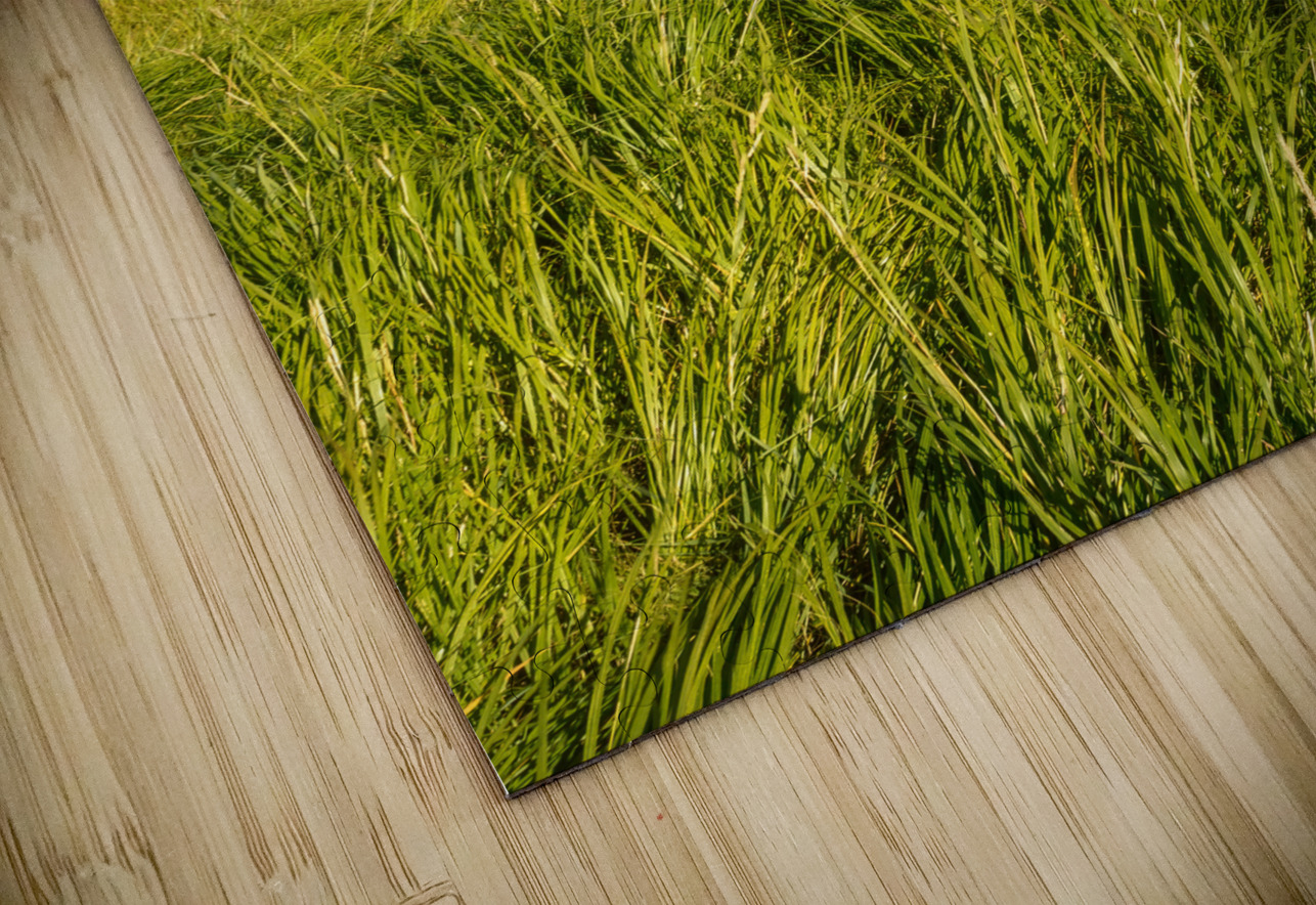 Cape Breton Valley Ingonish Justin Richard Batten Puzzle