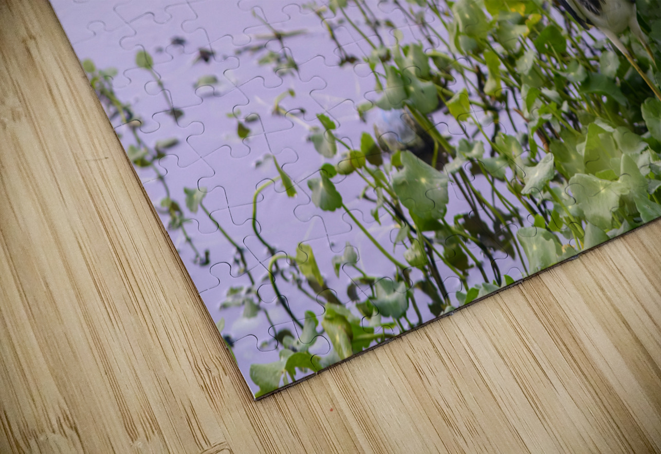 dominican black & white herring Justin Richard Batten Puzzle