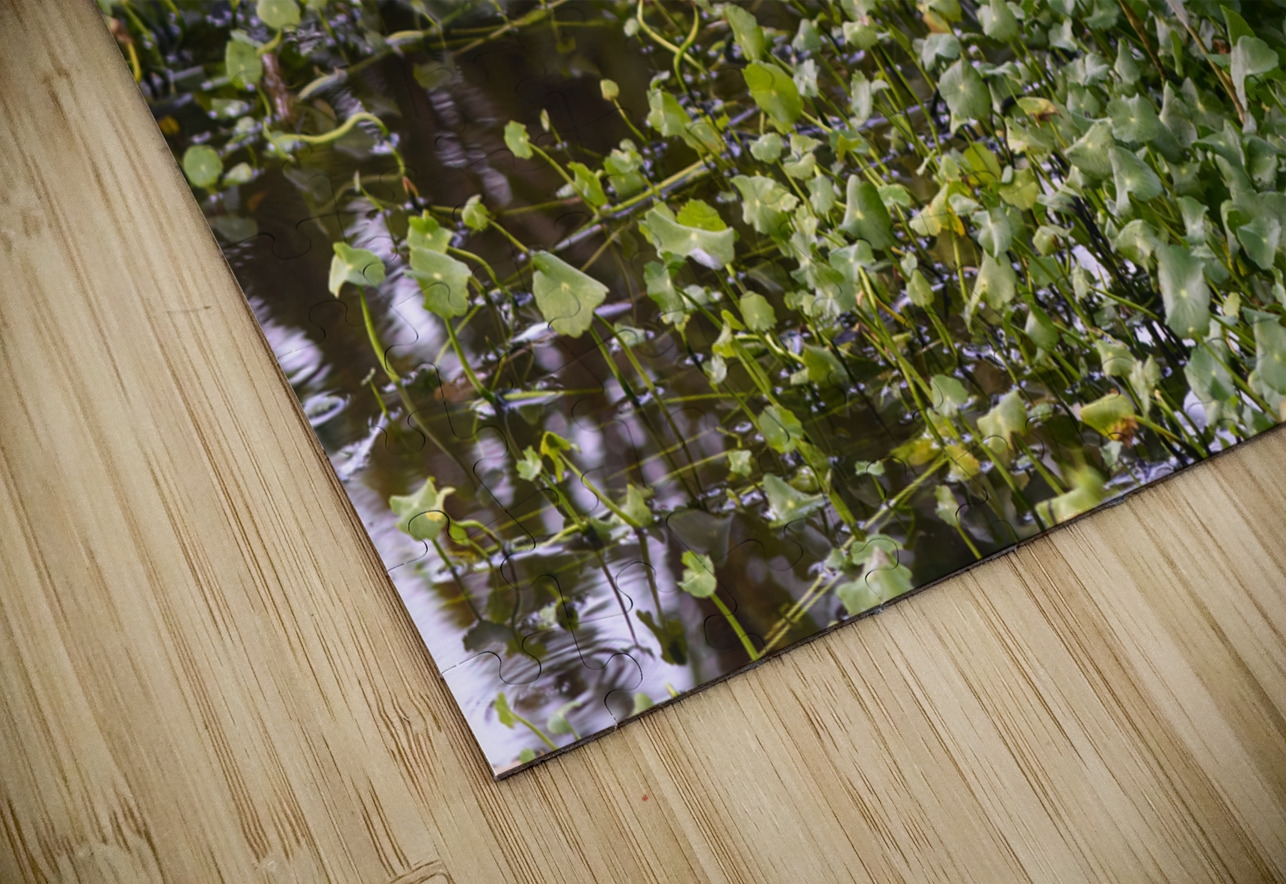 dominican black & white herring 2 Justin Richard Batten Puzzle