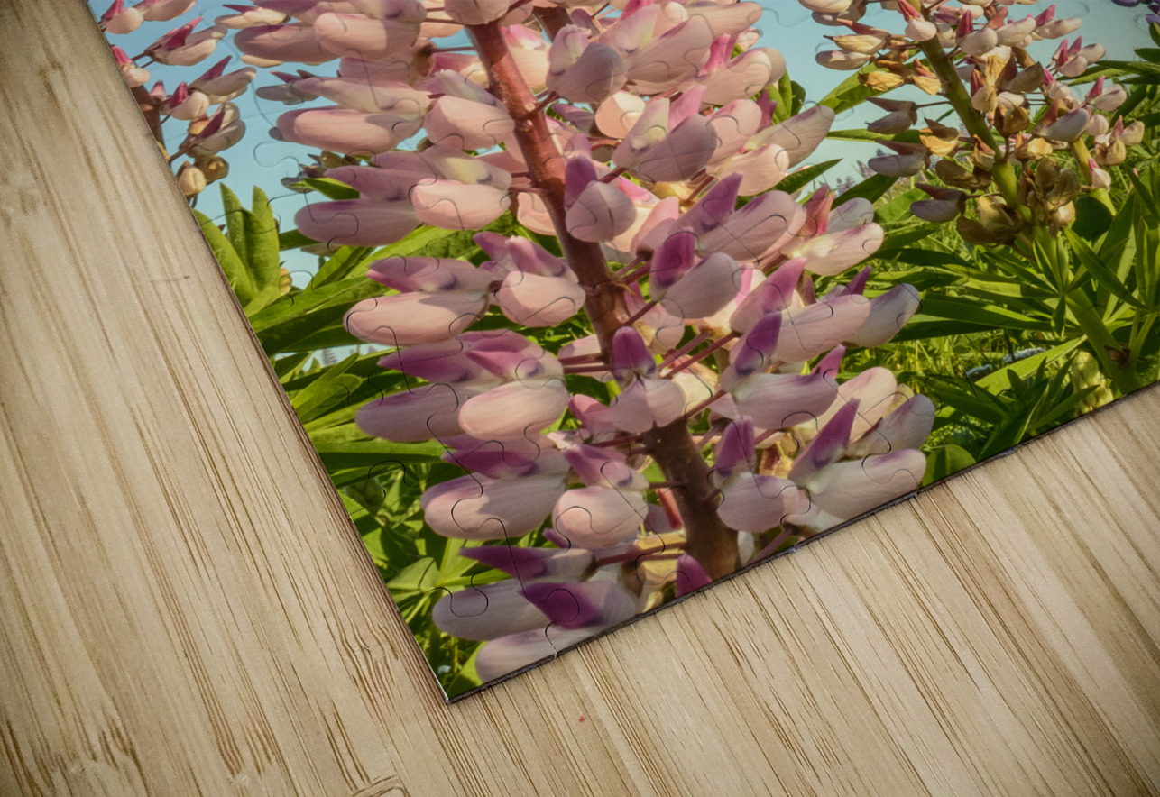 Colourful Lupins in bloom Justin Richard Batten Puzzle
