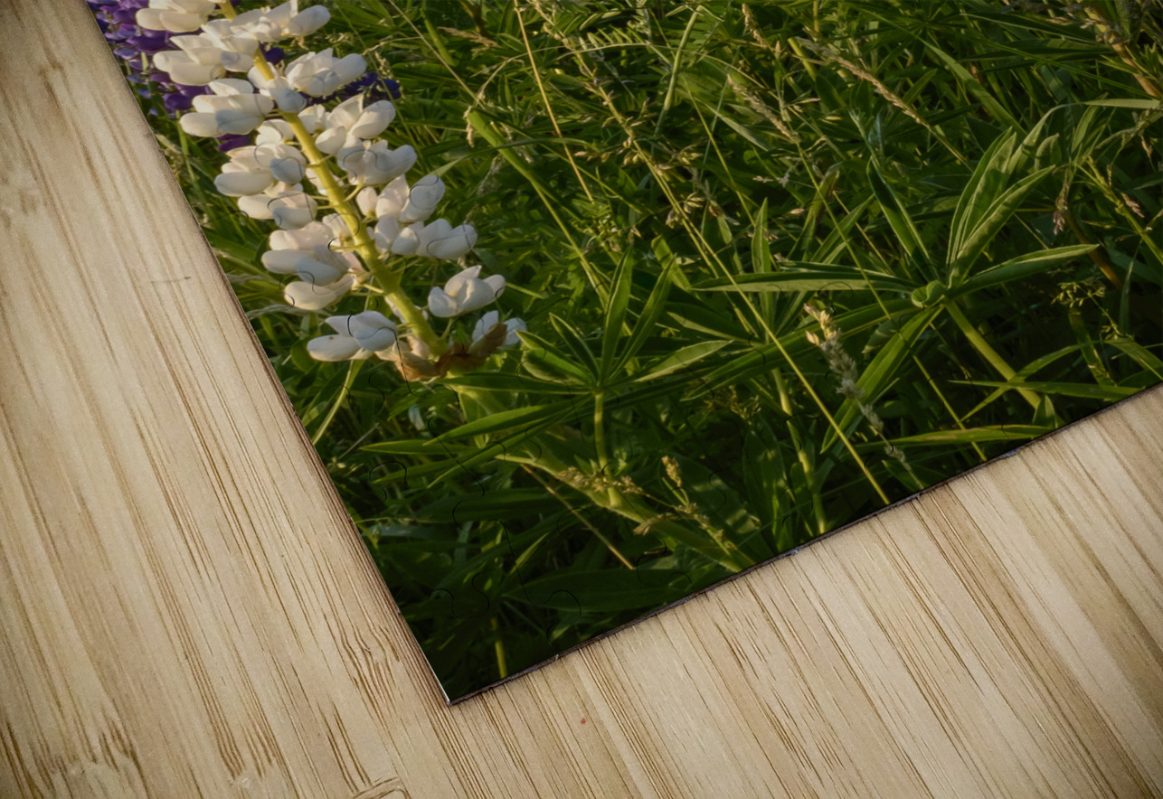 Colourful Lupins in Bloom 4 Justin Richard Batten Puzzle