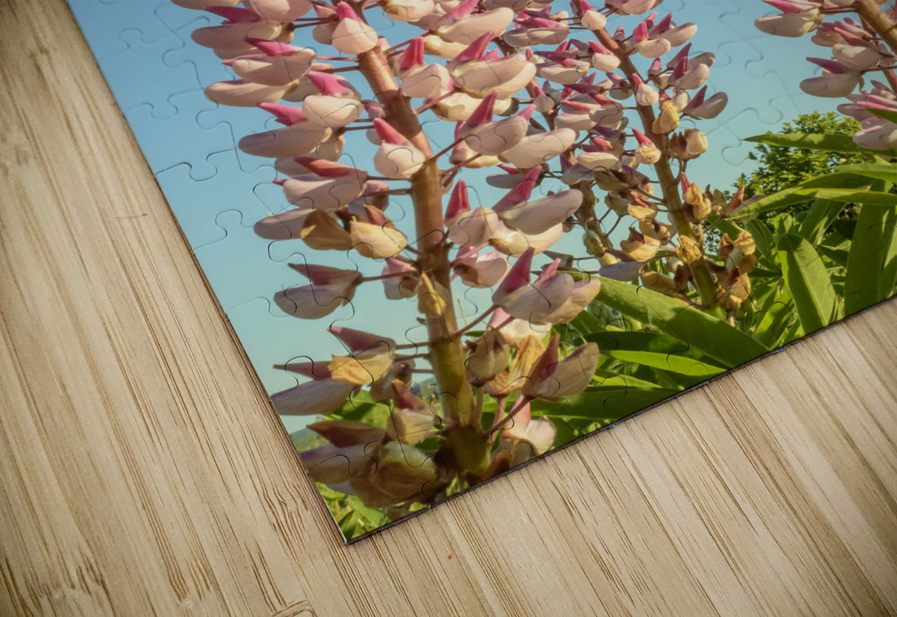 Colourful Lupins in Bloom 2 Justin Richard Batten Puzzle